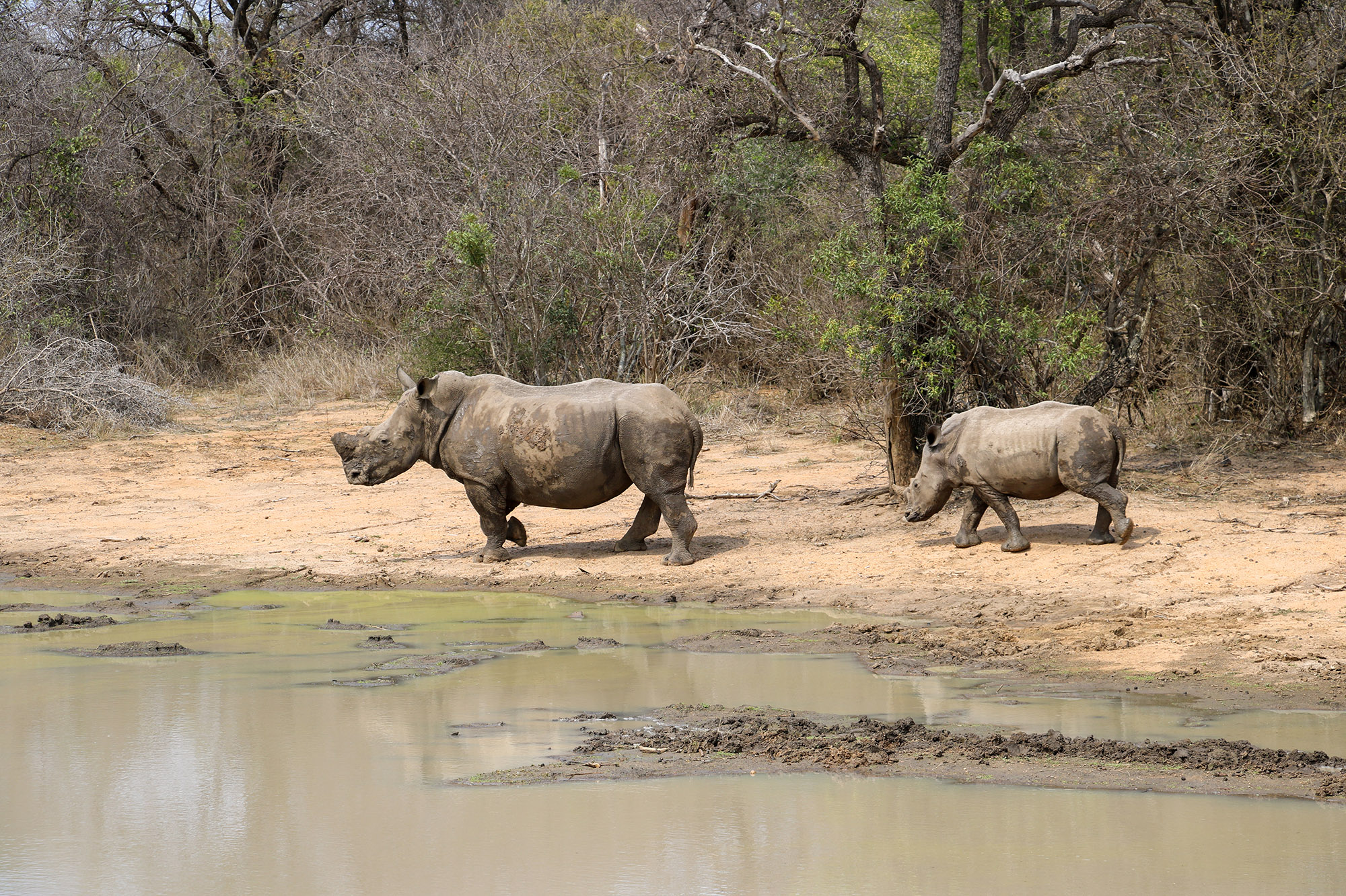 Two rhinos stand near a waterhole at a private game reserve in South Africa.