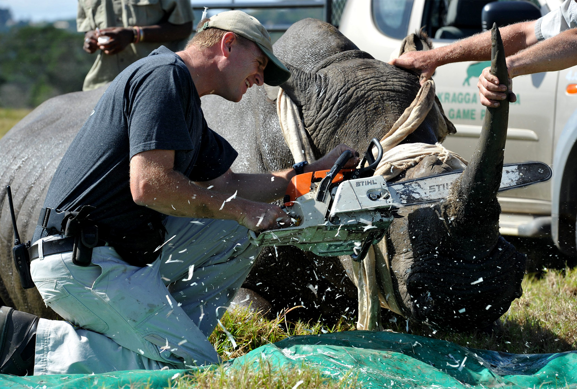 A veterinarian dehorns a rhino with a chainsaw.