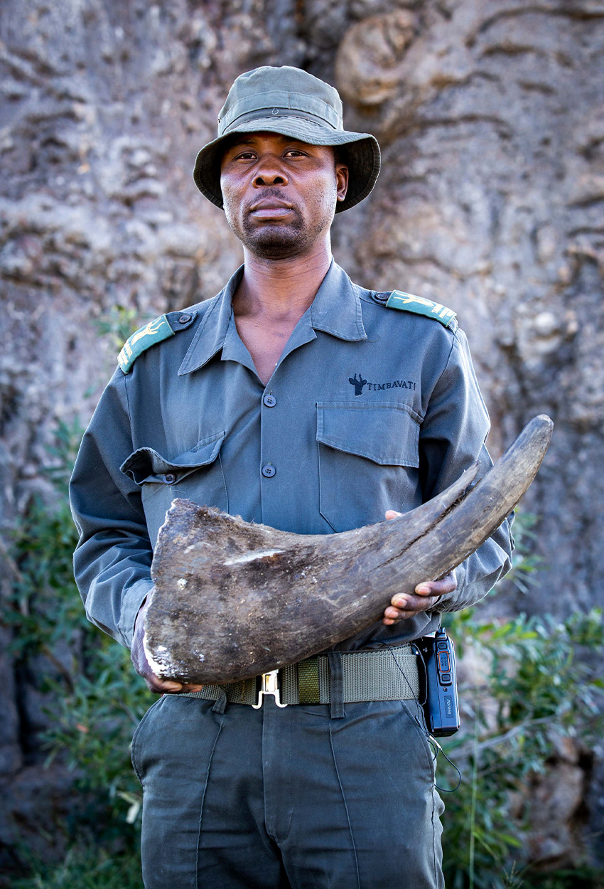 A field ranger in South Africa holds up a rhino horn.