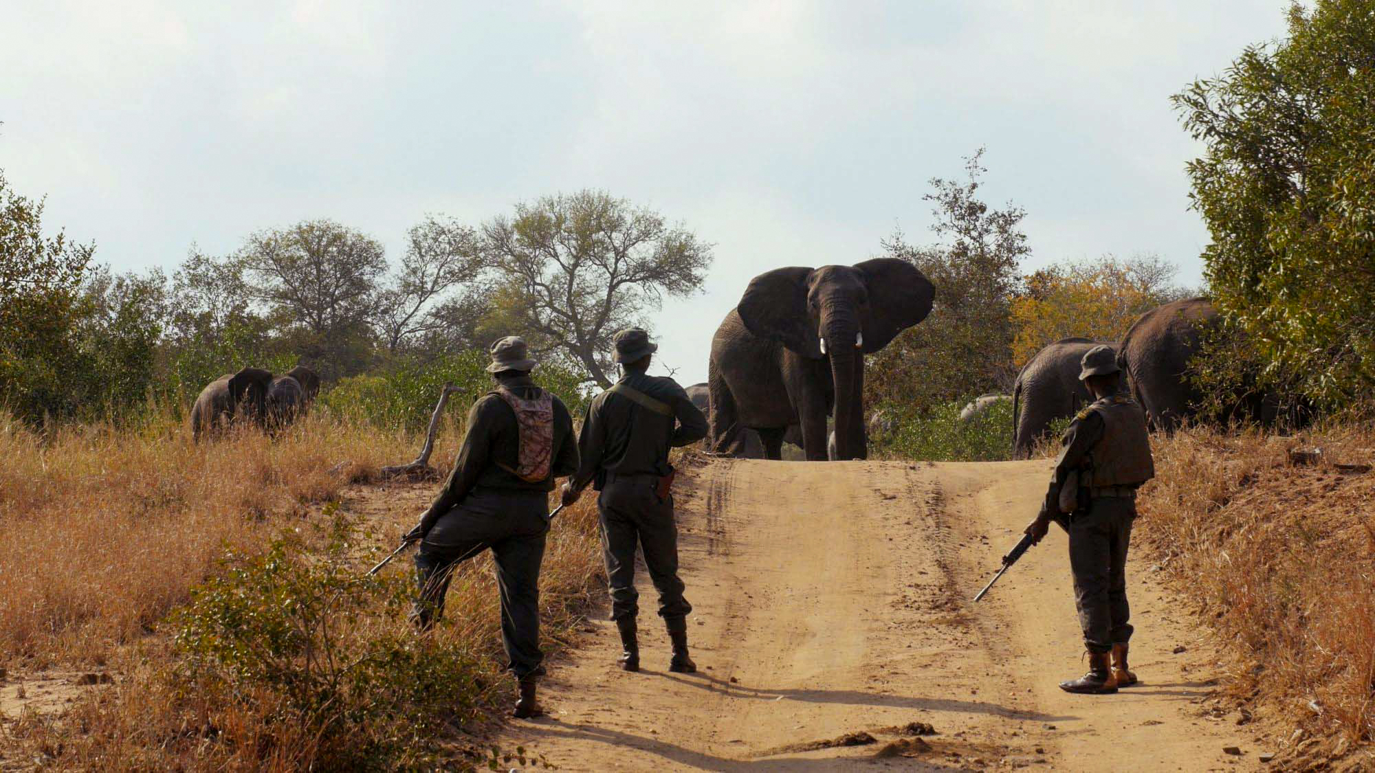 Three field rangers stand in a road with elephants ahead.