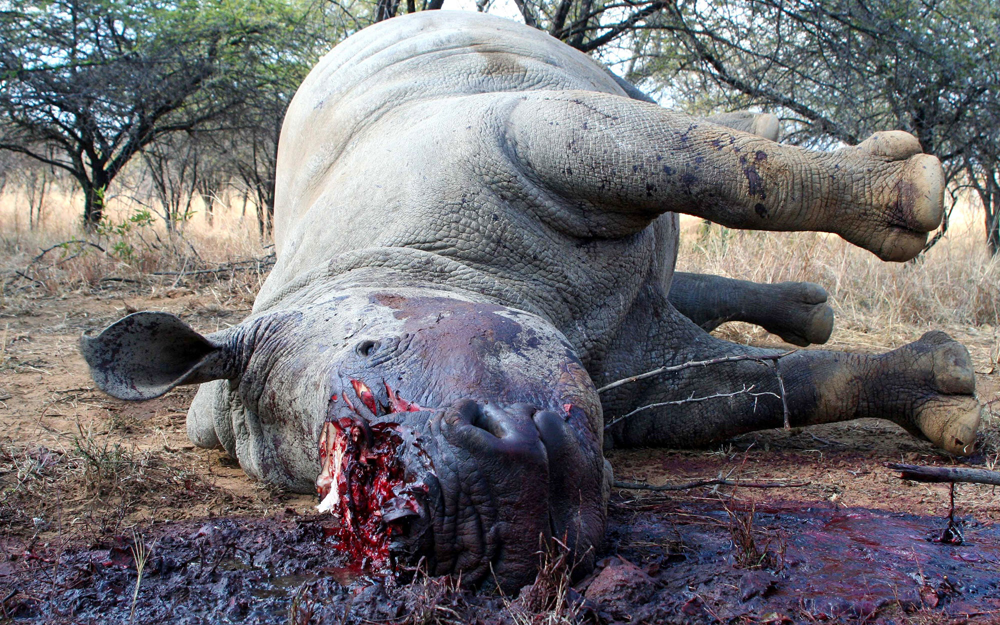 A poached rhino lies dead in South Africa.