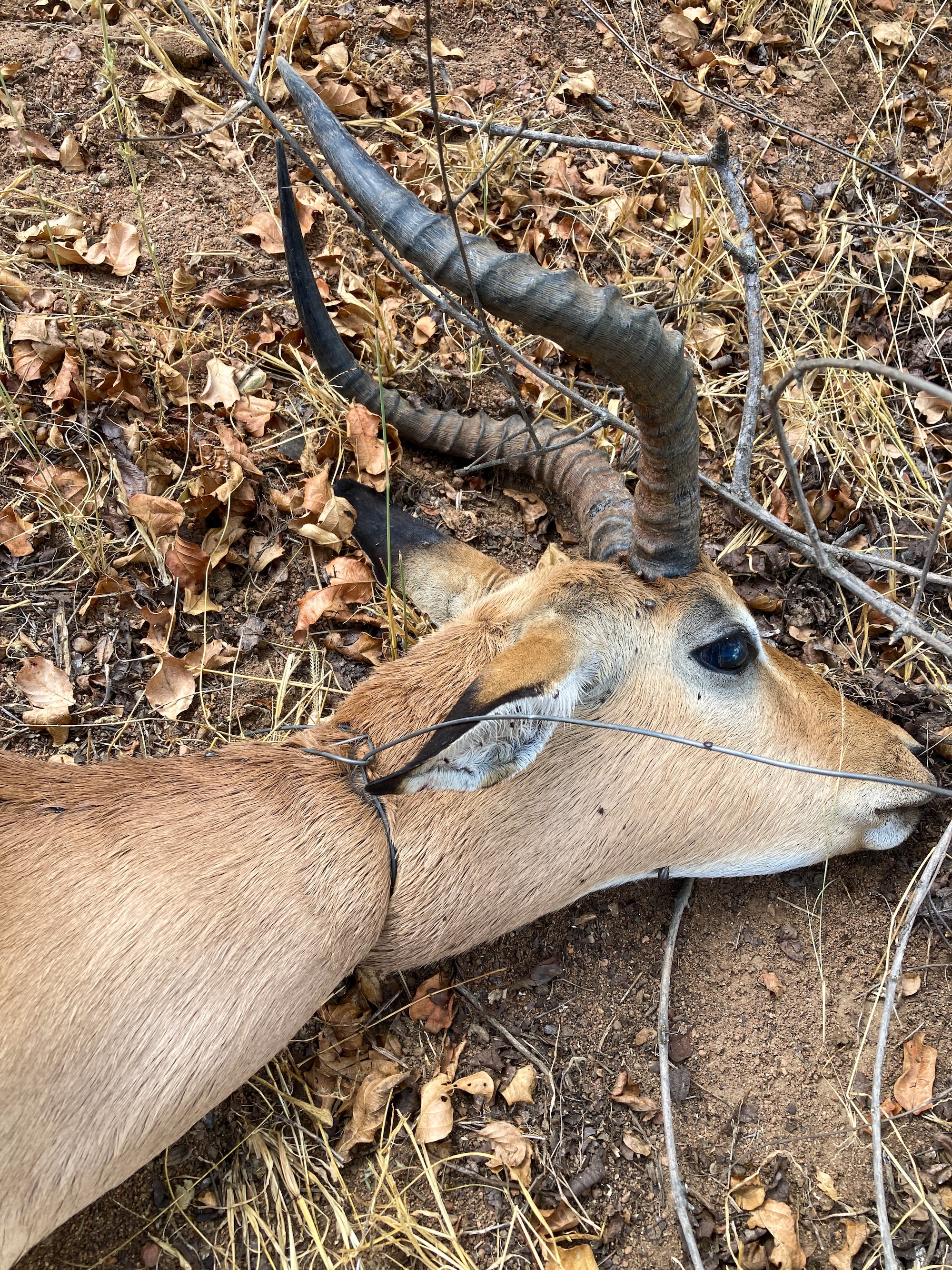 A snared impala ram found dead in South Africa.