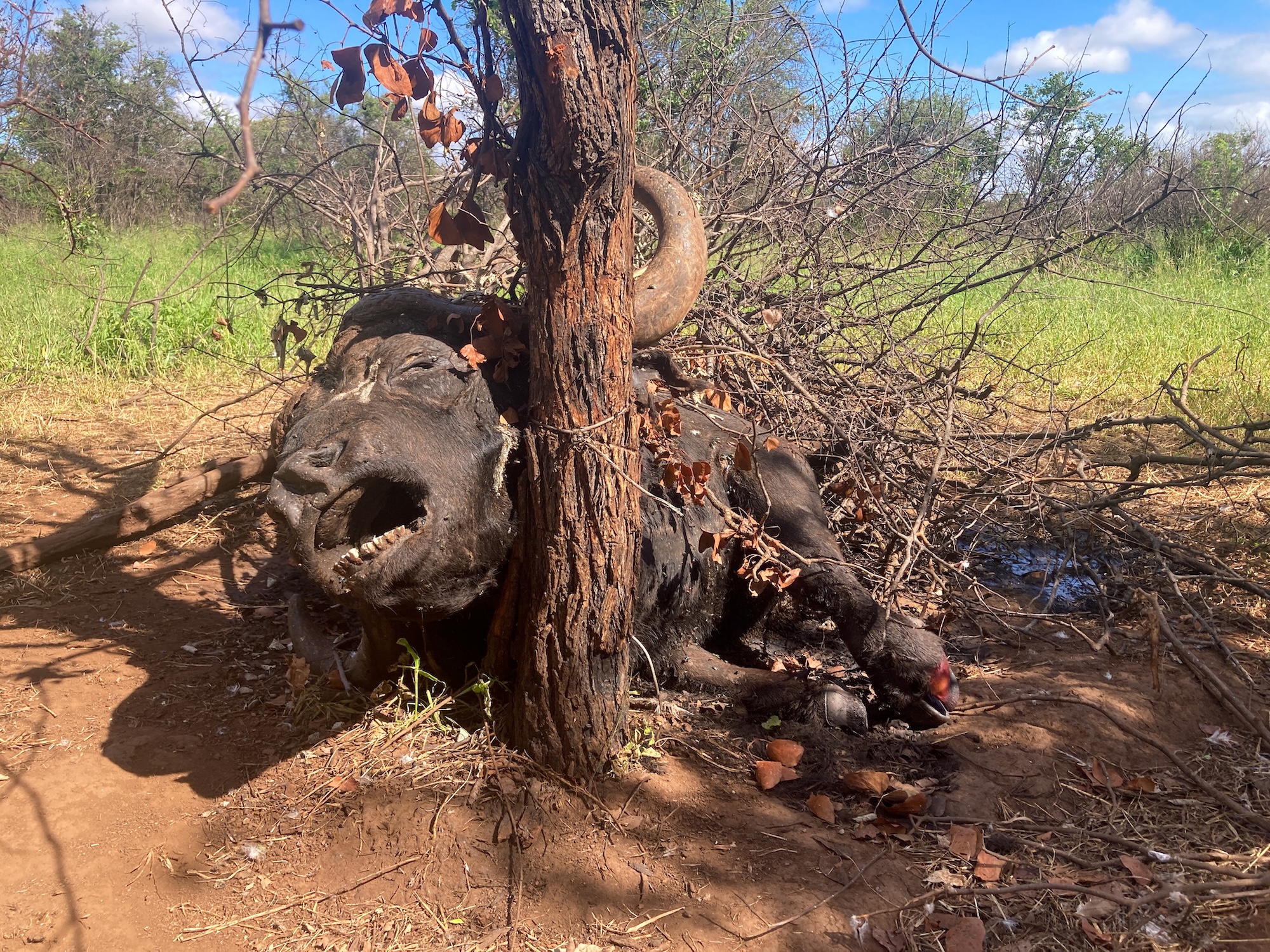 A snared cape buffalo lies dead near a tree.