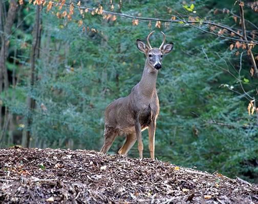 ‘Hunting’ with a camera in the offseason can make you a better hunter overall – Outdoor News