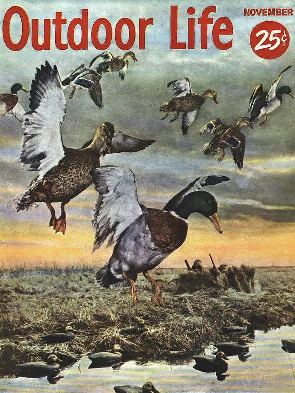 An old cover of outdoor life with a flock of mallards landing.