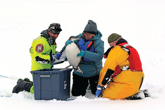 Iced-in loons rescued on New York’s Adirondack waters – Outdoor News