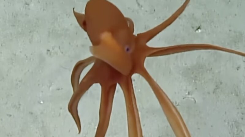 ‘I’m Shaking’: Scientists Go Giddy Over Cute Deep-Sea Octopus