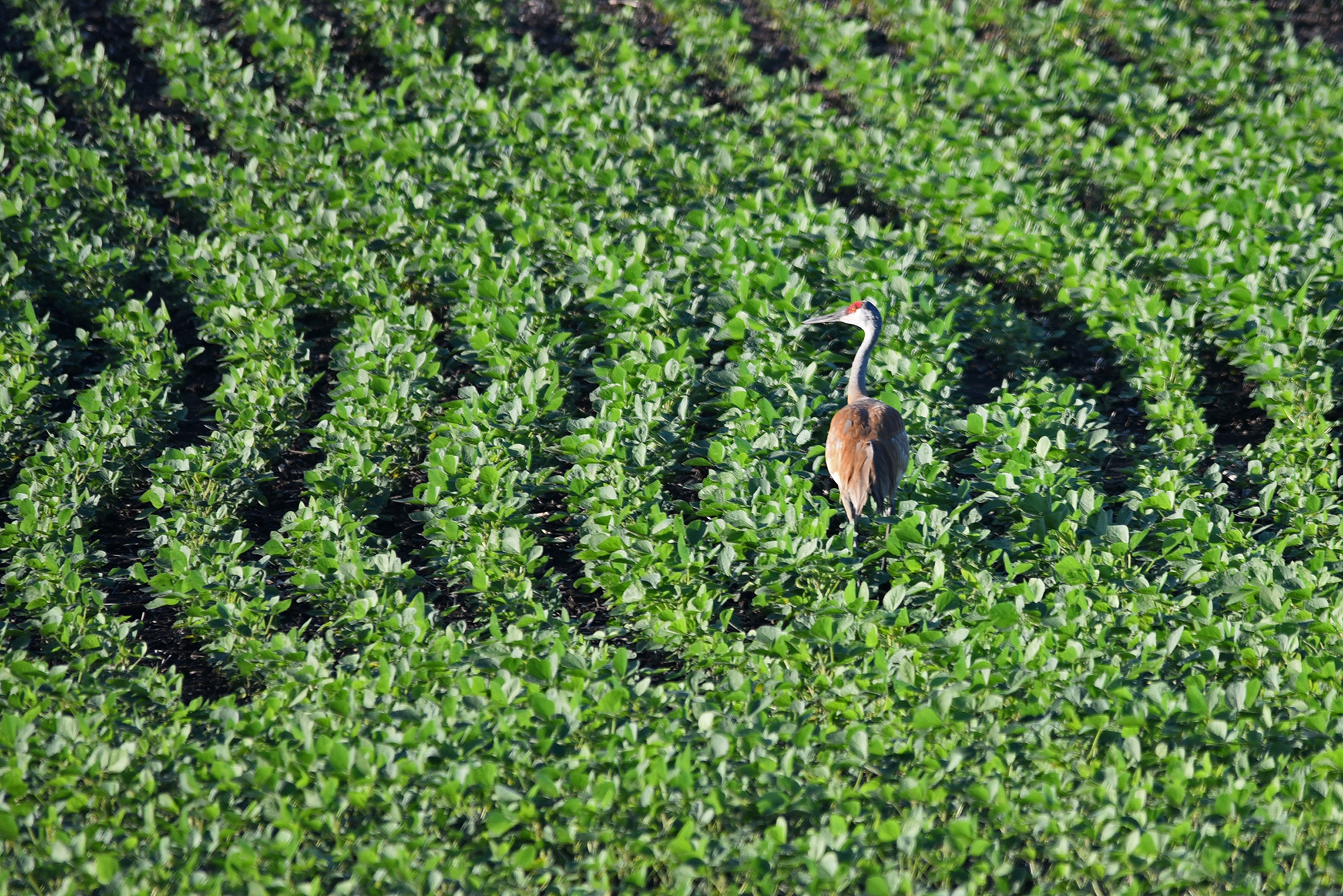 A sandhill crane in a bean field