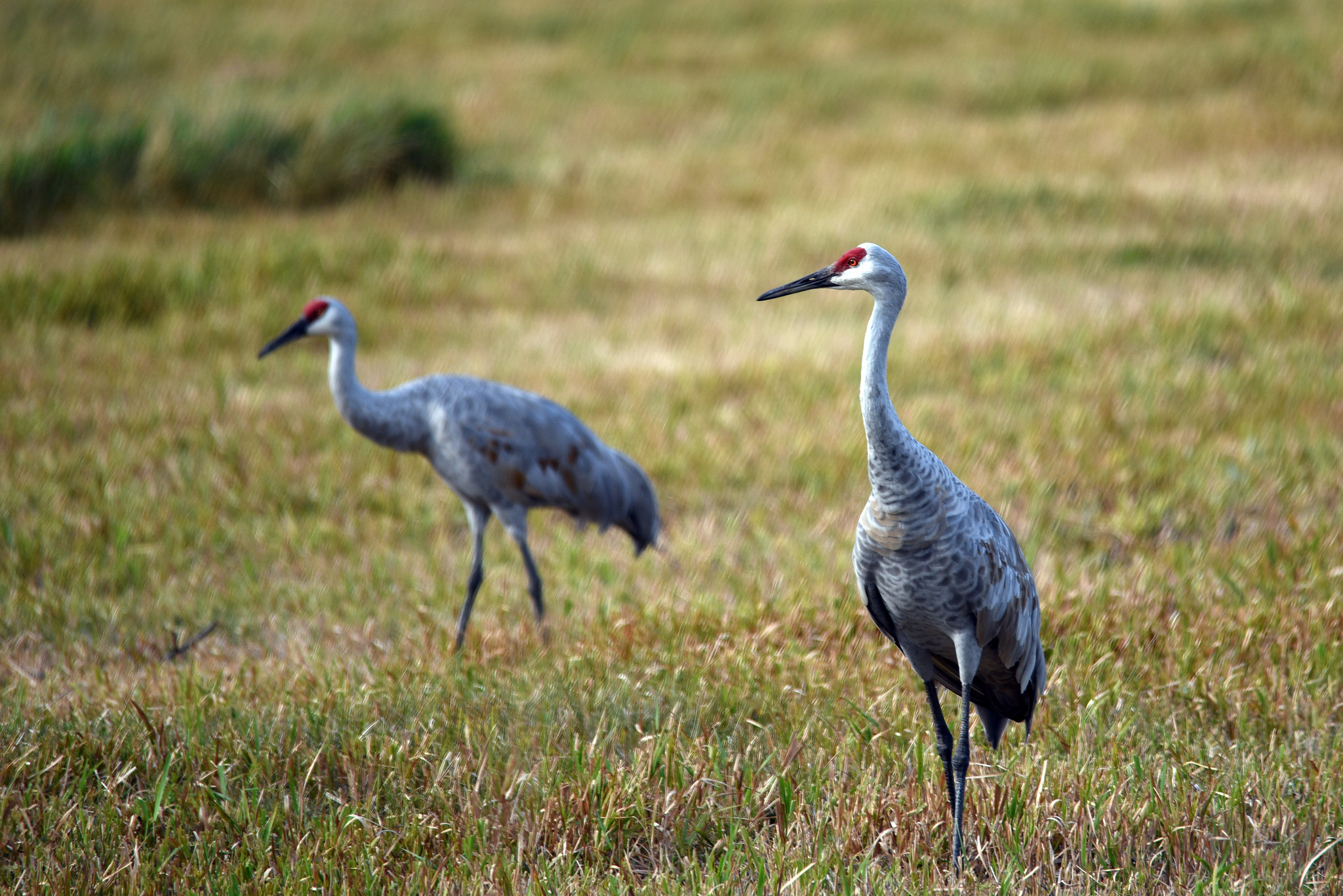 A pair of sandhill cranes in a field