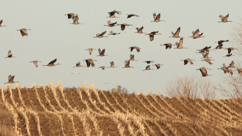 In Wisconsin, Home of the Sandhill Crane Recovery, Legislators Are Now Considering a Hunt