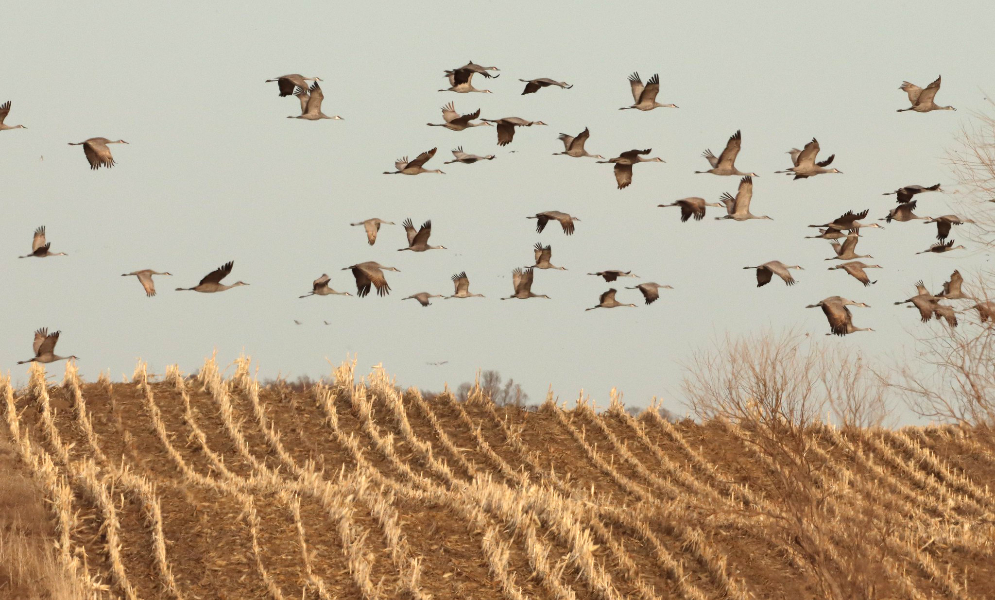 Sandhill cranes fly over cut fields