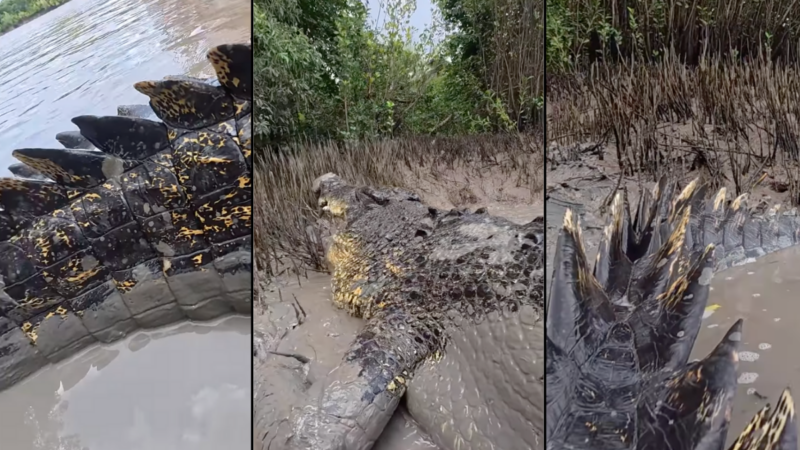 Insane Footage Gets You up Close With a Massive Crocodile