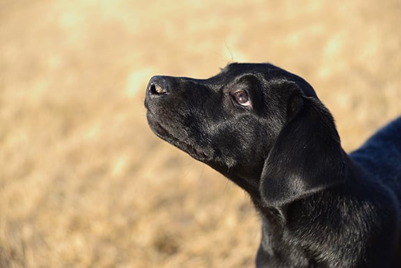 Is your pup stressed? Learn to know the triggers – Outdoor News