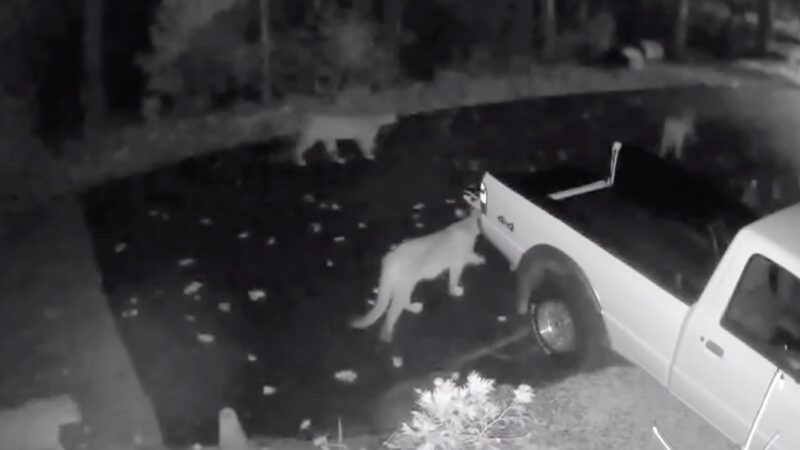 ‘Just a Little Bit Intimidating’: Mountain Lions Cruise Down Street