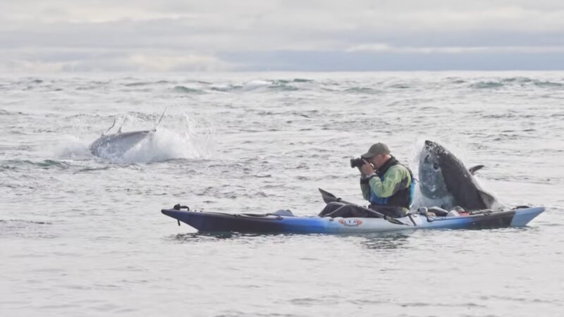 Kayaker Doesn’t Flinch Amidst Massive Tunas’ Feeding Frenzy