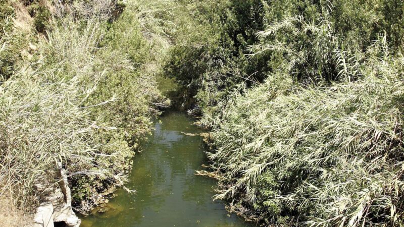 L.A. Wildfires Torched One of SoCal’s Last Remaining Steelhead Streams