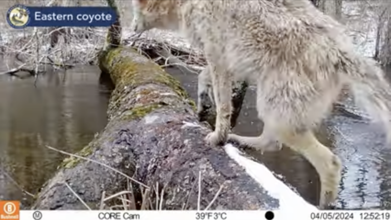 ‘Legacy of a Log’: Trail Cam Captures Log’s Impact in Massachusetts