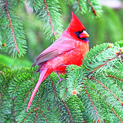 Live-cut Christmas trees serving as habitat in Ohio – Outdoor News