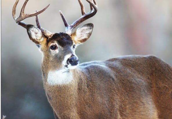 Make the most of low-light opportunities on mature bucks – Outdoor News