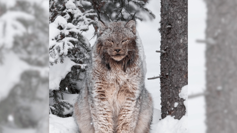 ‘Massive’ Lynx Proves These Wild Cats Aren’t Just Cute Kitties