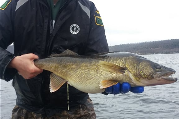 Michigan DNR seeks public input on proposed Lake Gogebic walleye regulation – Outdoor News