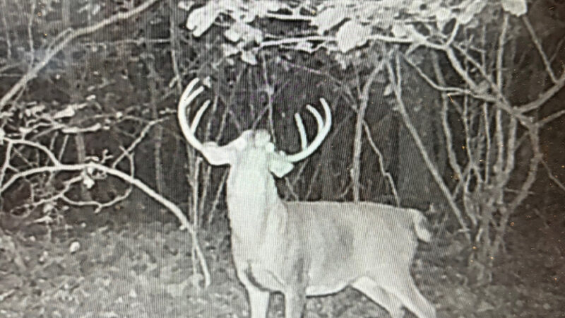 Middle-School Teacher Tags the Biggest Typical Buck Killed in Massachusetts in a Decade