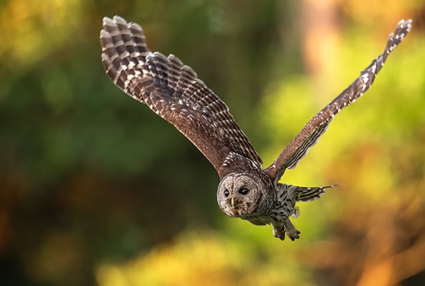 Mike Raykovicz: Looking into the push to kill barred owls to protect spotted owls in Oregon – Outdoor News