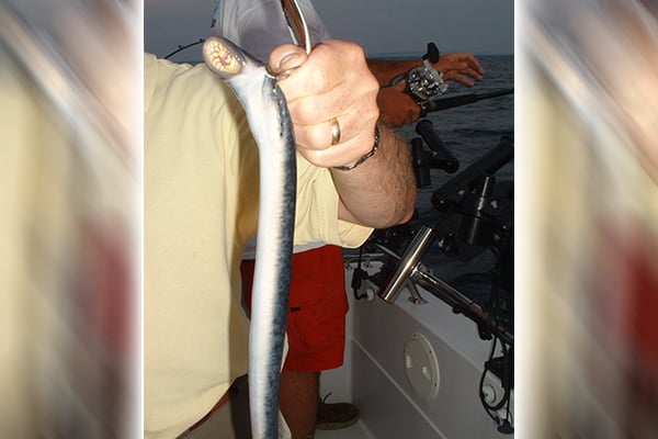 Mike Schoonveld: Sea lamprey in the Great Lakes benefited from COVID shut down – Outdoor News