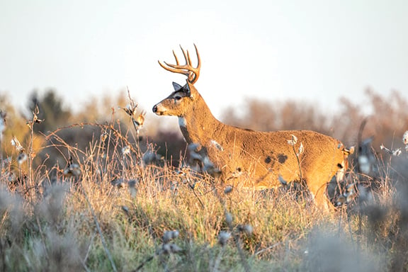 Minnesota’s preliminary 2024 season report shows higher deer harvest – Outdoor News