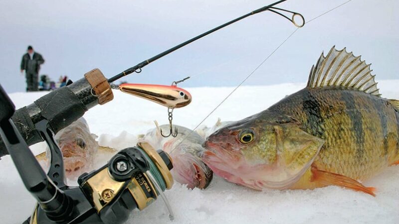 MN Daily Update: A tip to help catch big perch – Outdoor News