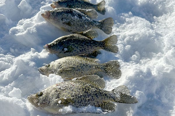 MN Daily Update: Catching crappies as they shift from shallow to deep water – Outdoor News