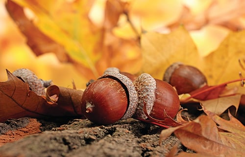 MN Daily Update: Prune your oak trees now to avoid oak wilt – Outdoor News