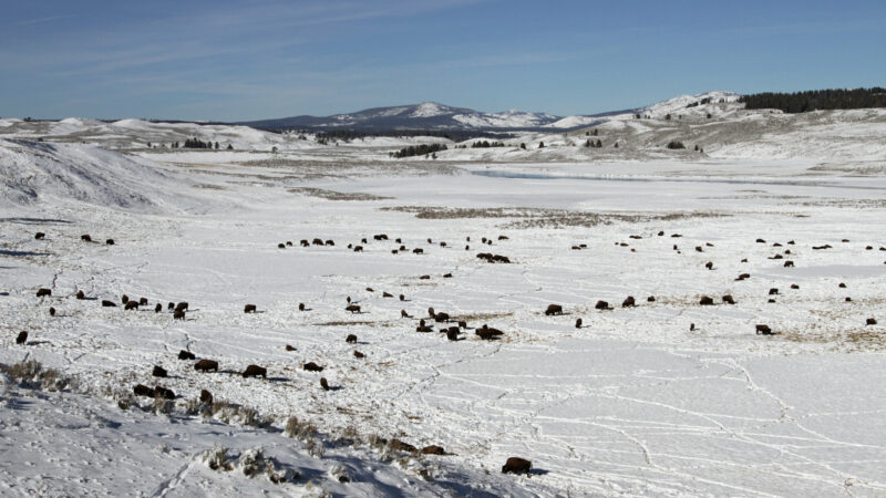 Montana Sues Yellowstone National Park for Having ‘Utterly Failed’ to Manage Its Bison Herd