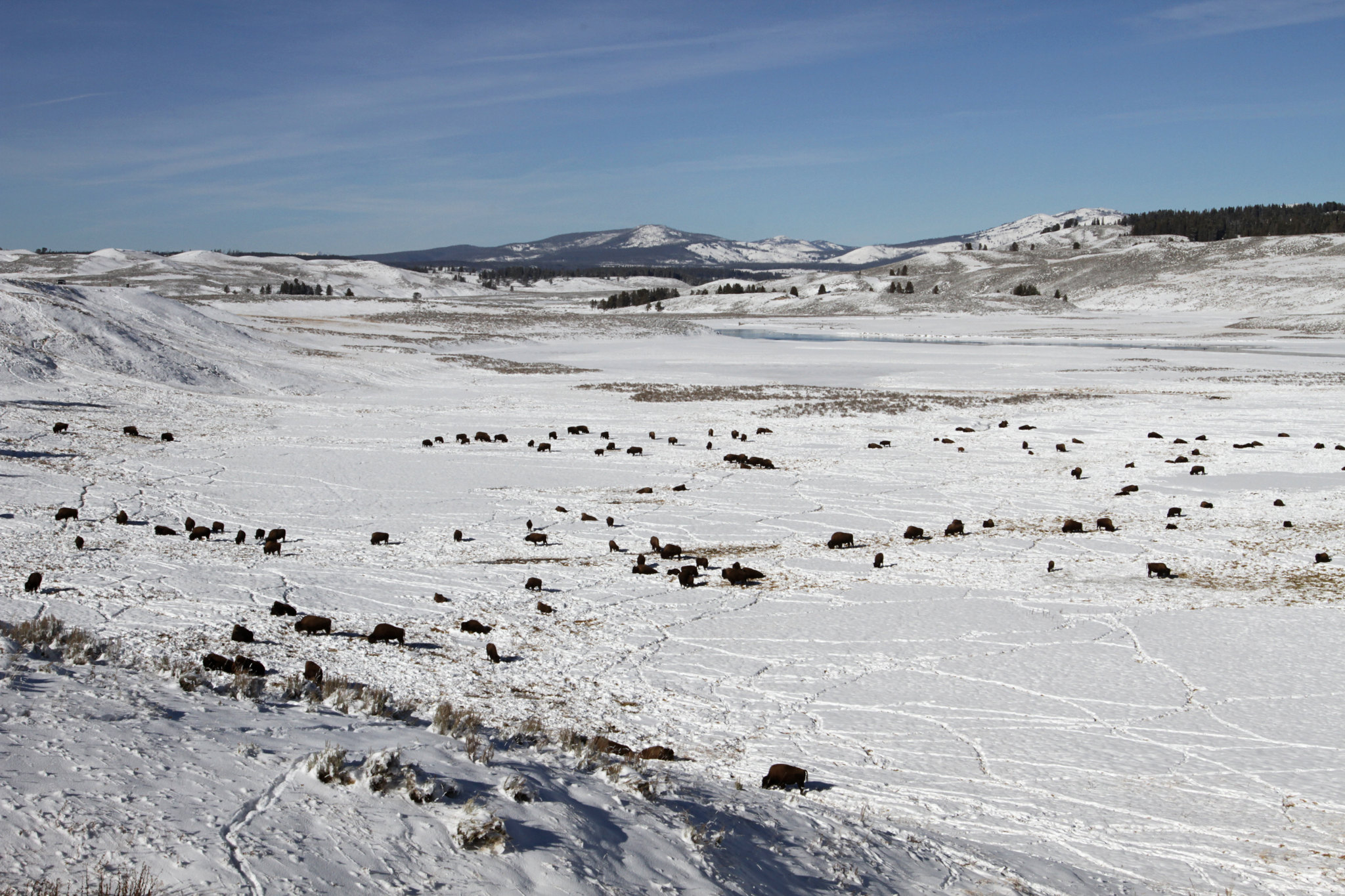 A herd of Yellowstone bison in the snow.