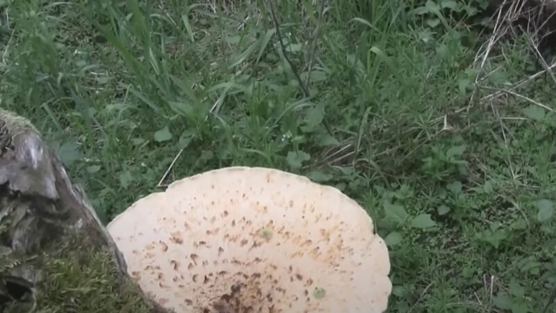 Mushroom Hunter Startled by Really Weird Howl—What Was It?