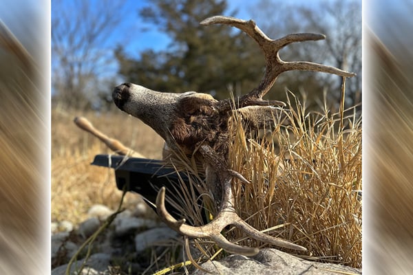 National Deer Association report shows a record level of mature bucks in the nationwide harvest – Outdoor News