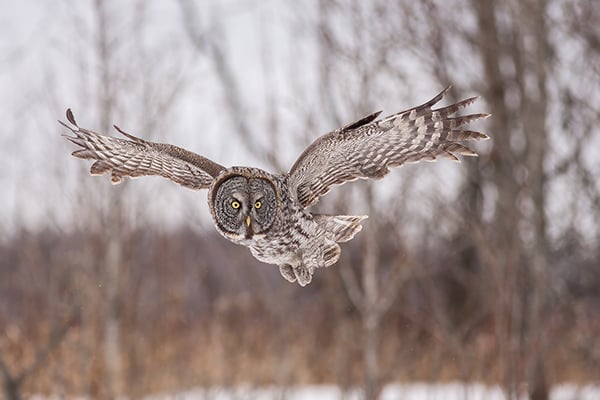 Nature Smart: Examining the great gray owl and its prey – Outdoor News