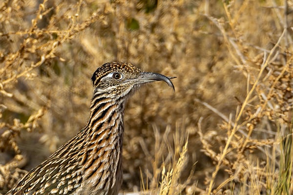 Nature Smart: What to know about avian keratin disorder – Outdoor News