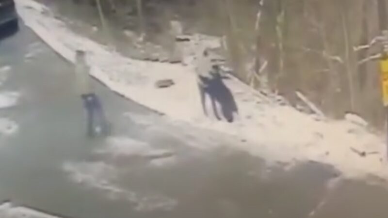 Neighbor Saves Pennsylvania Man From Rabid Bear Attack (Video)