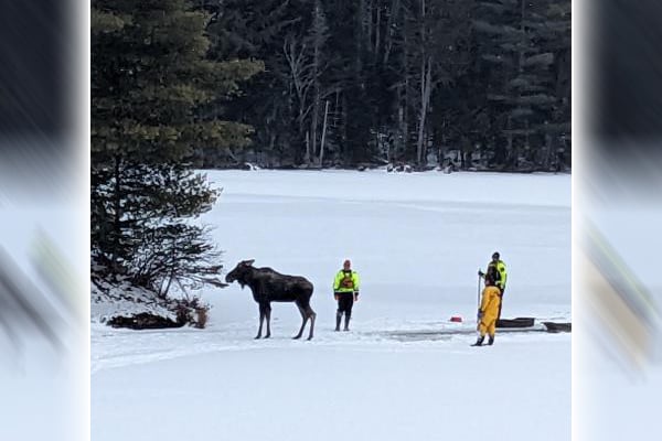 New York ECOs, Forest Rangers rescue ice-stranded moose on lake in the Central Adirondacks – Outdoor News