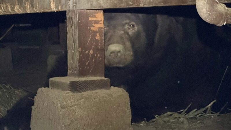 Officials Find Massive 525-Pound Bear Under California Home