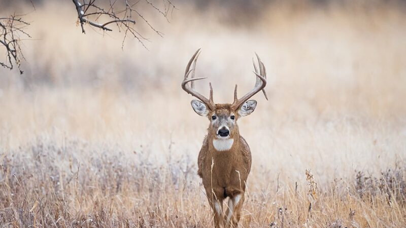 Ohio’s record buck kill already set during 2024-25 season with time remaining – Outdoor News