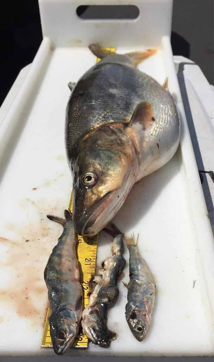 A dead pikeminnow with smolts cut out of its belly.