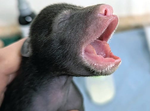 Patrick Durkin: One of three Wisconsin bear cubs survive after sow loses cornfield den – Outdoor News