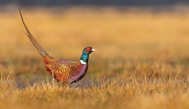 Pennsylvania game breeders, hunting preserves meet Feb. 24-25 – Outdoor News