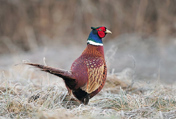 Pheasant farm, gun ranges, crossbows garner some early attention as New York Legislature convenes in Albany – Outdoor News