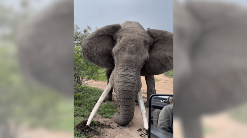 ‘Powerful Display’ Is Also a Reminder—Don’t Mess With Elephants