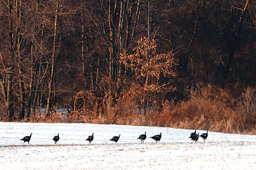 Public asked to help with Pennsylvania Game Commission’s winter turkey sighting survey – Outdoor News