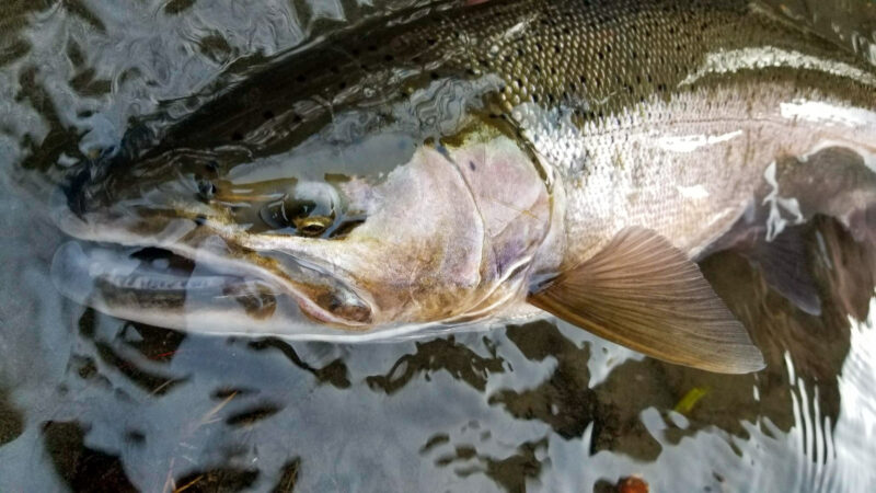 Quick Strike Podcast: Tips for Catching West-Coast Winter Steelhead