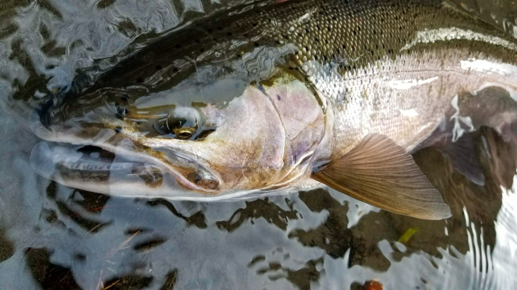 A nice steelhead caught in the PNW.